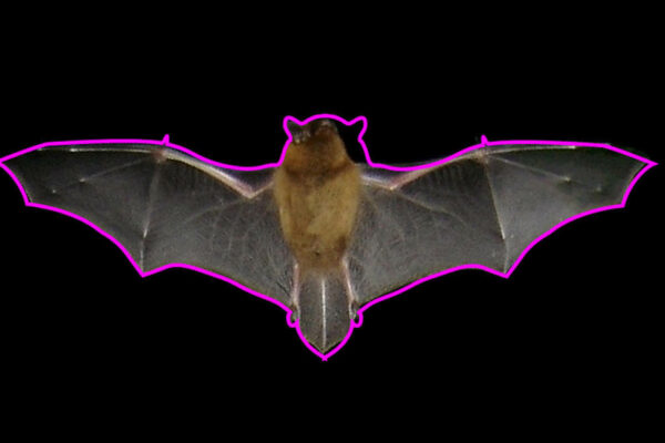 Bat cutout model
